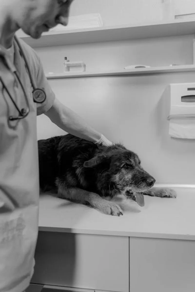 Veterinario examinando a un perro en una clínica.