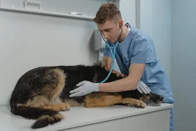 Veterinario examinando una mascota en clínica moderna
