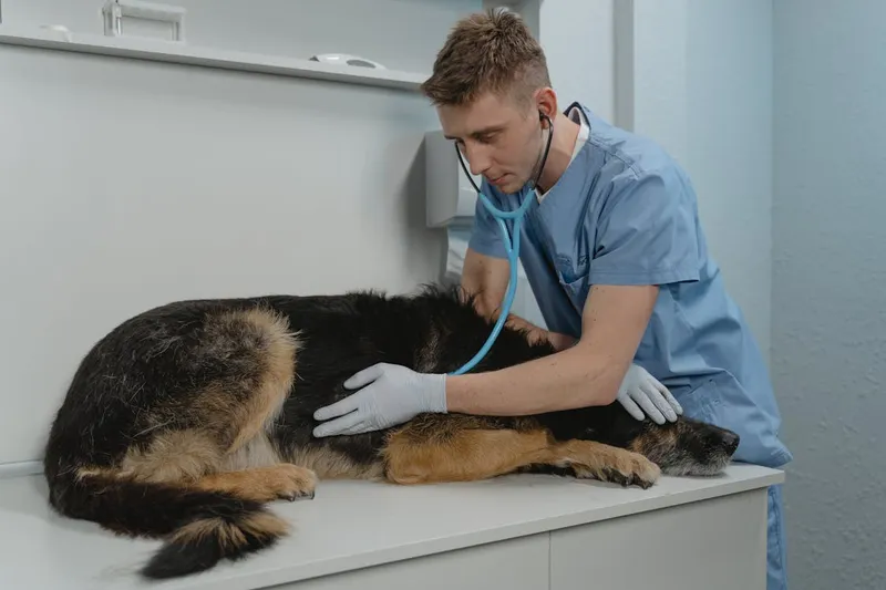 Veterinario examinando una mascota en clínica moderna.